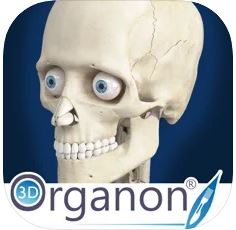 3D Organon Anatomy - Skeleton, Bones, and Ligaments