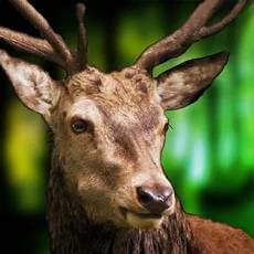 Deer Shooter | Sniper 3D Elite 