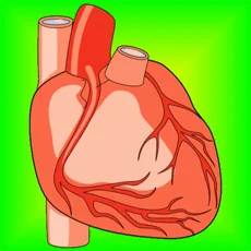 Heart Health: Heart Healthy Living Facts